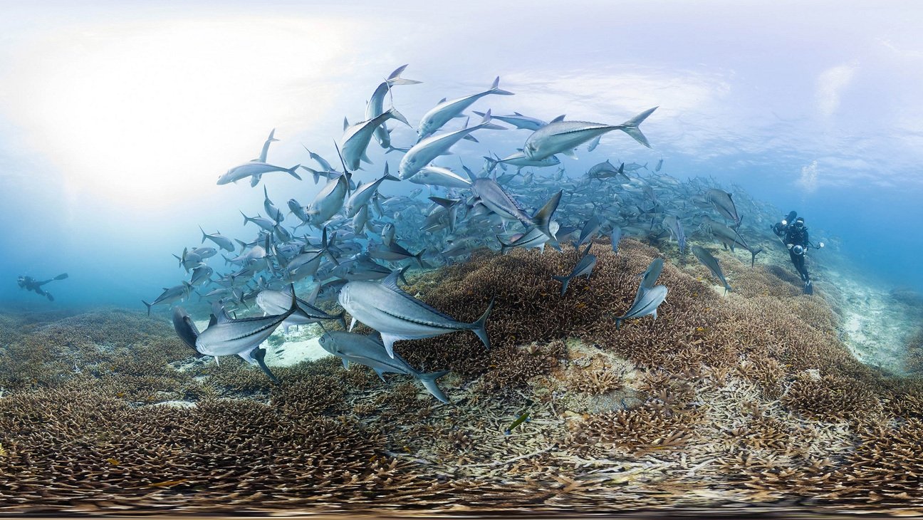 Chasing Coral Poster