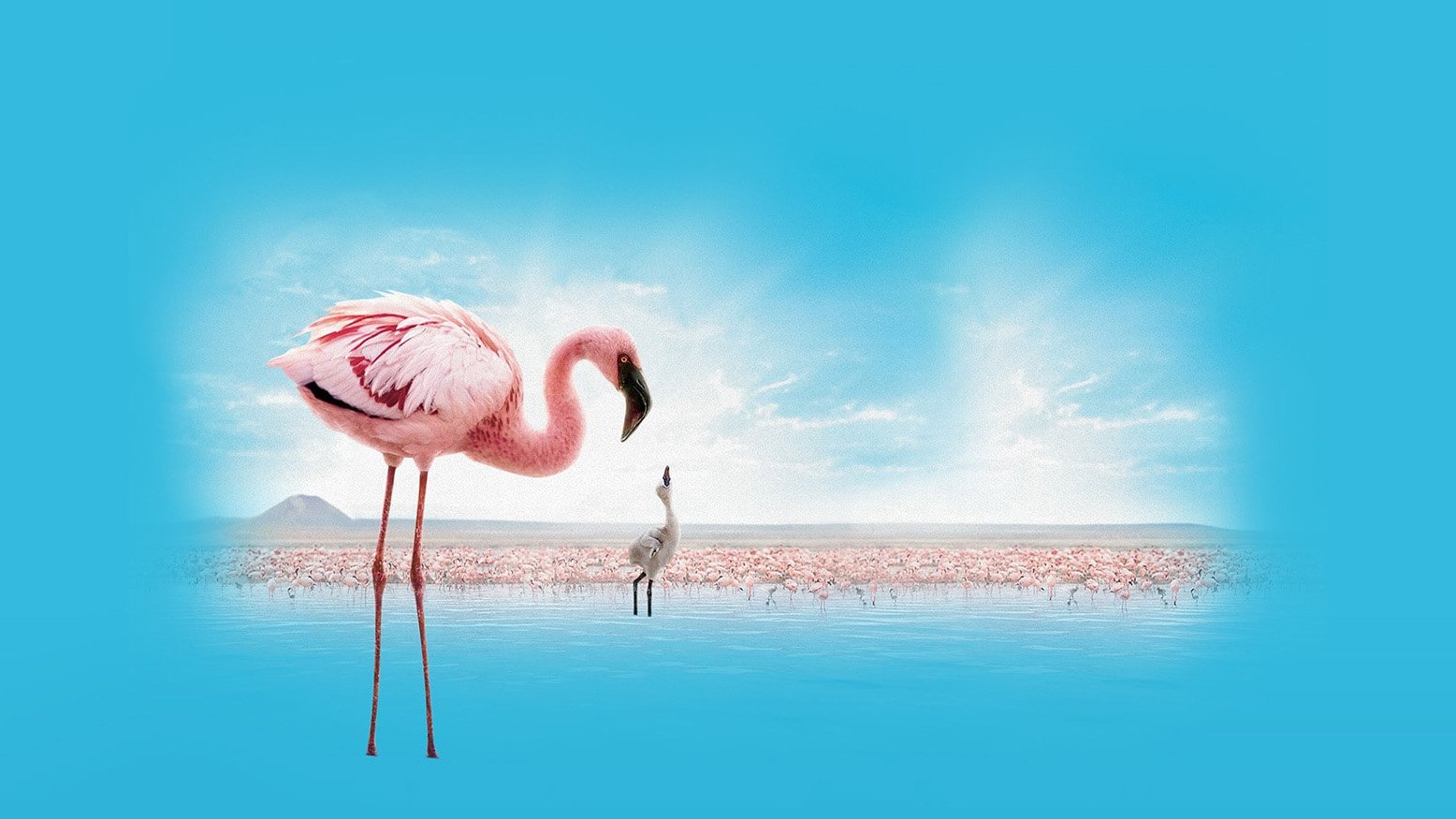 The Crimson Wing: Mystery of the Flamingos Poster