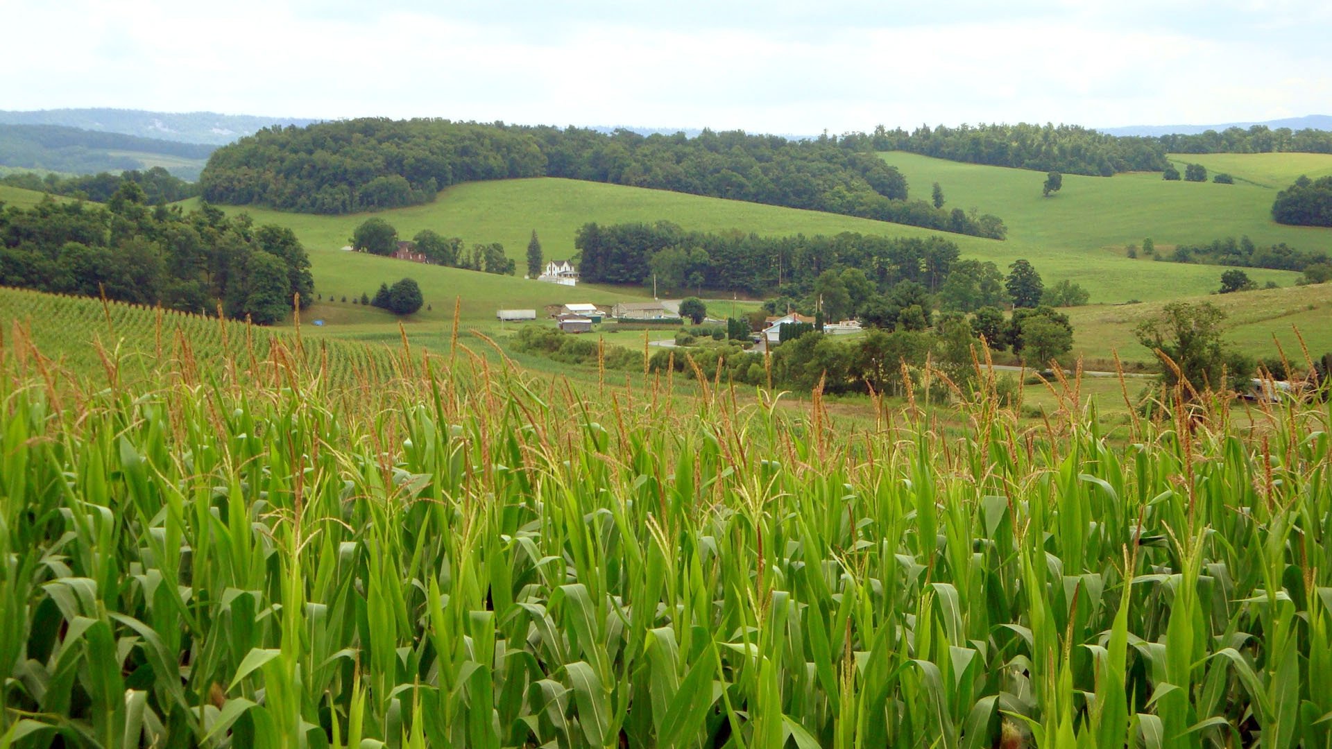 Le monde selon Monsanto Poster