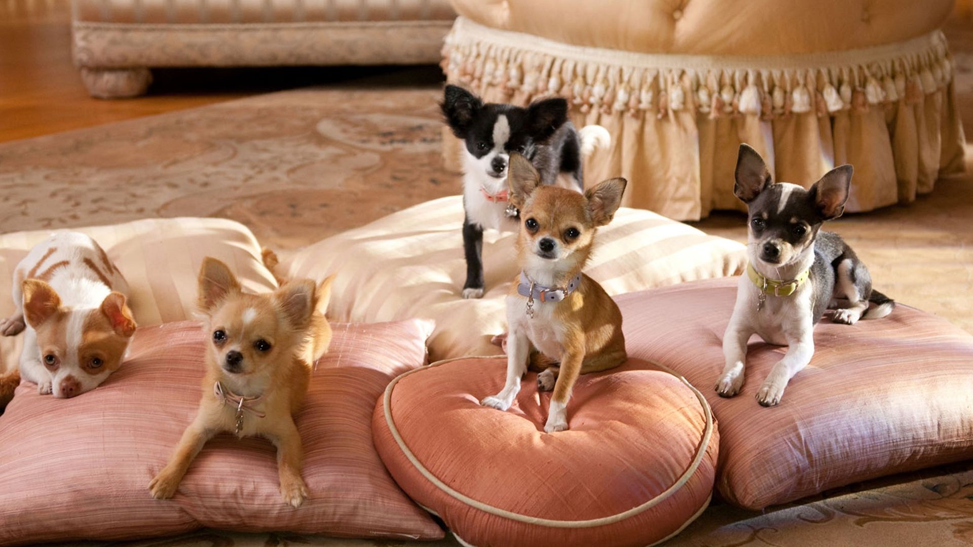 Beverly Hills Chihuahua 2 Poster