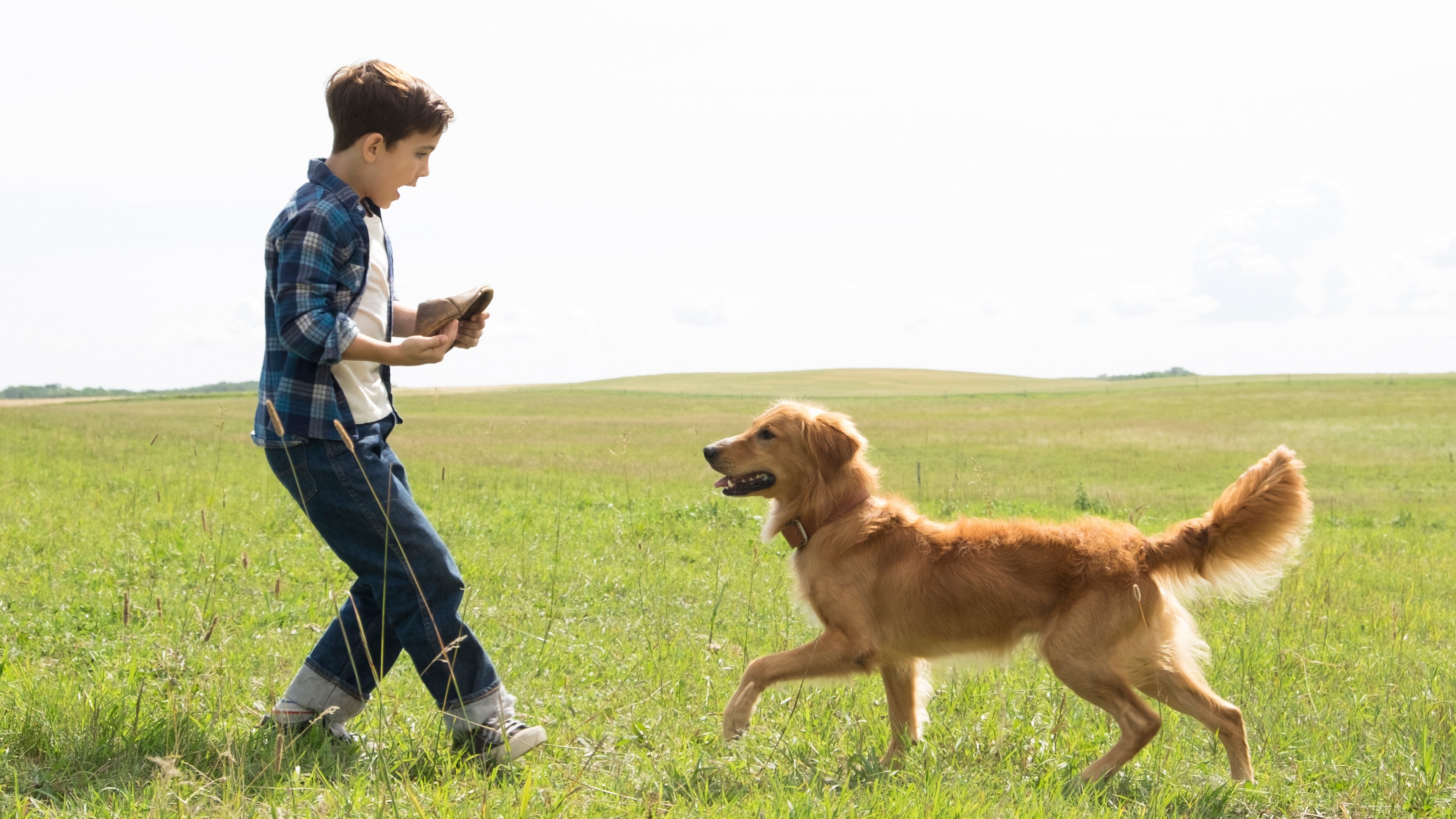 A Dog's Purpose Poster