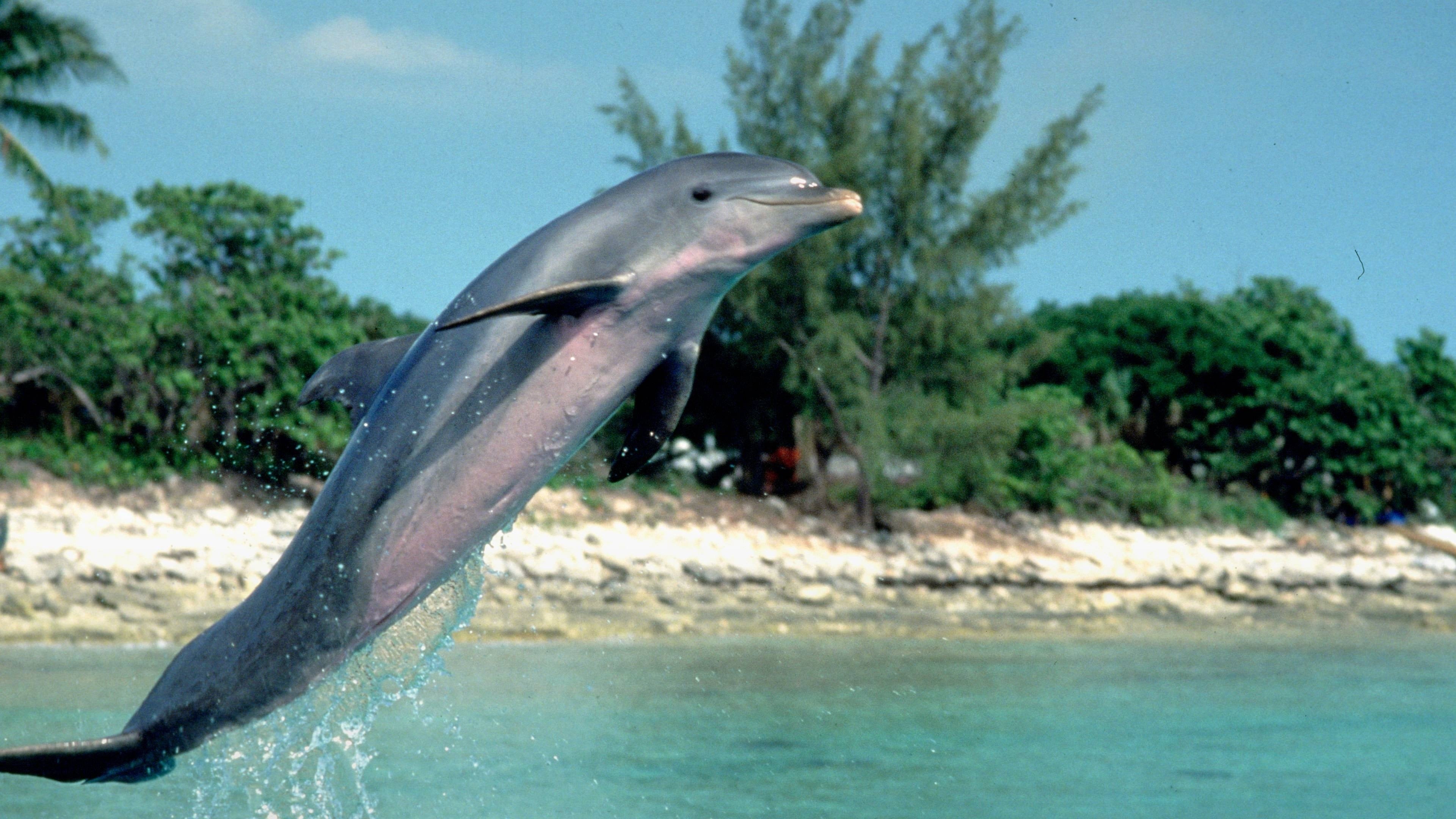 Flipper Poster