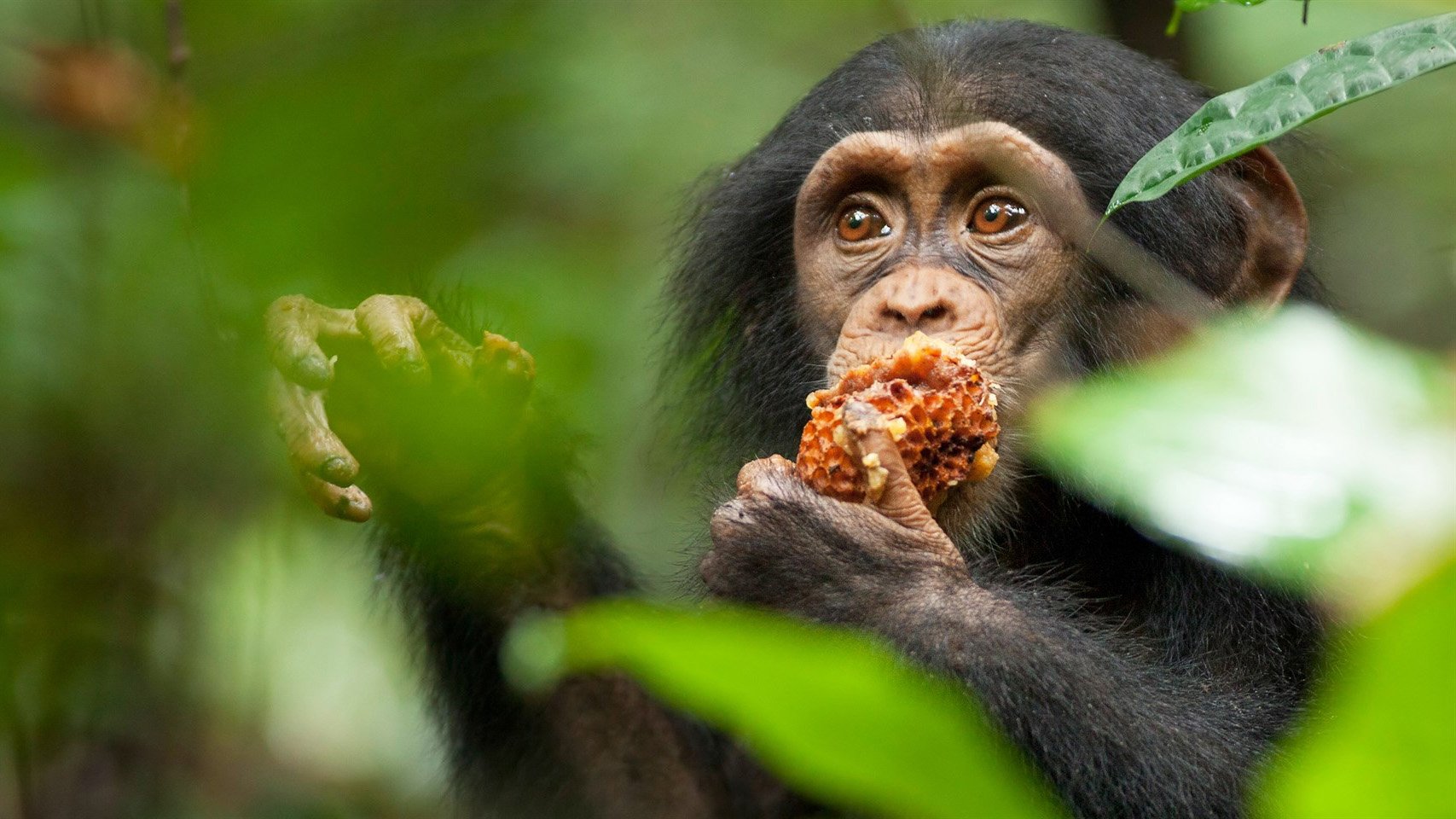 Chimpanzee Poster
