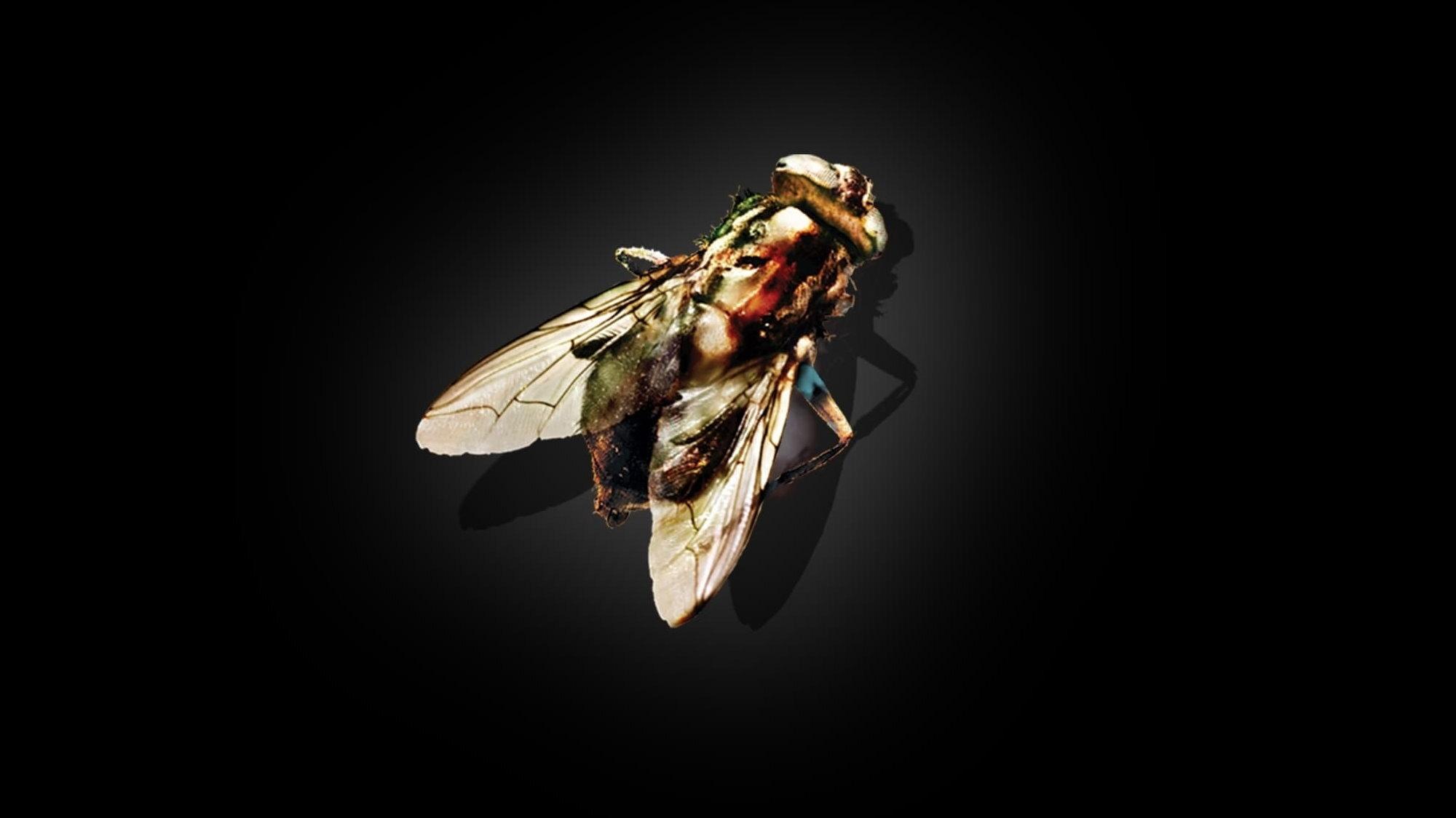 The Fly Poster