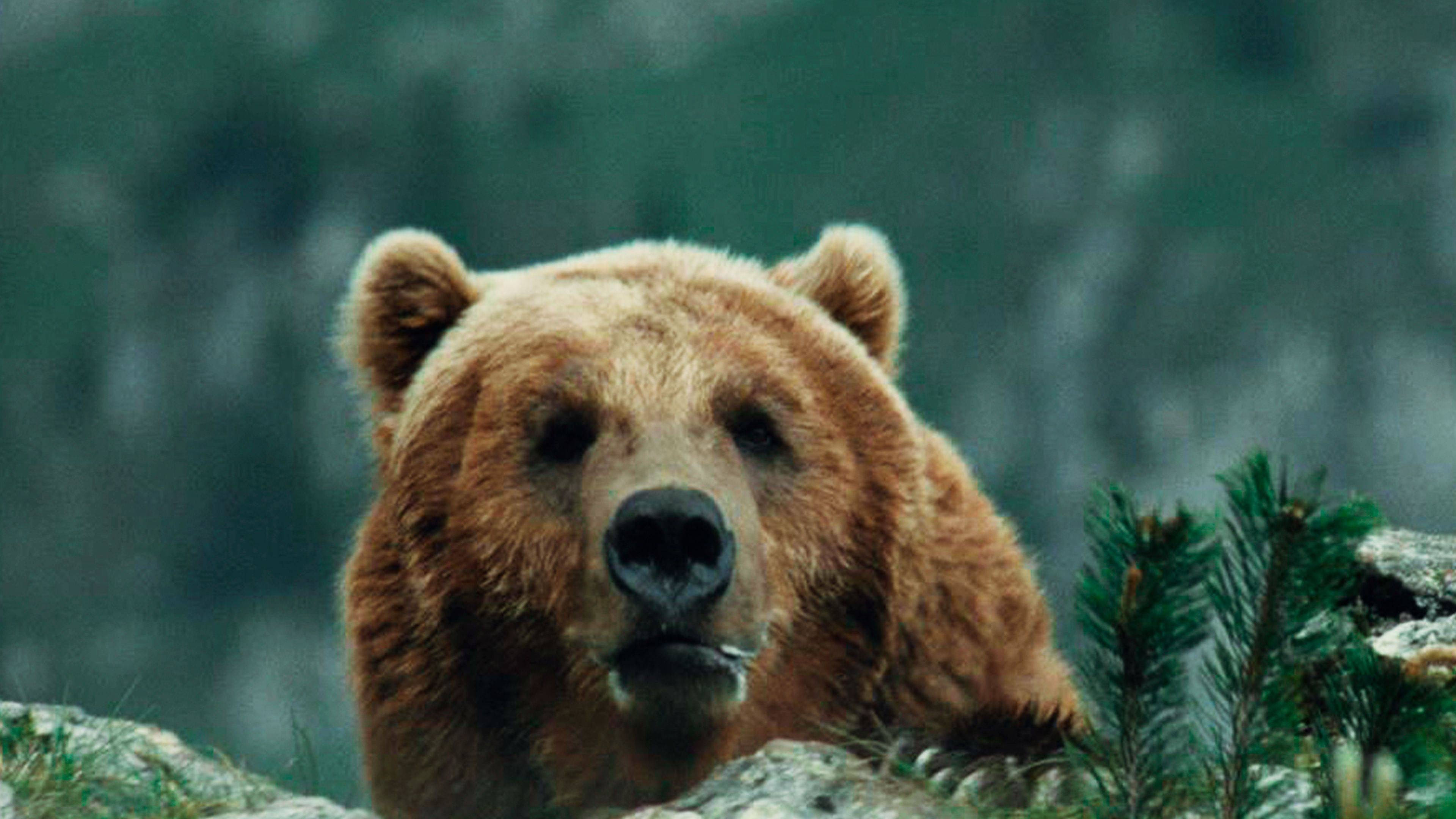 The Bear Poster