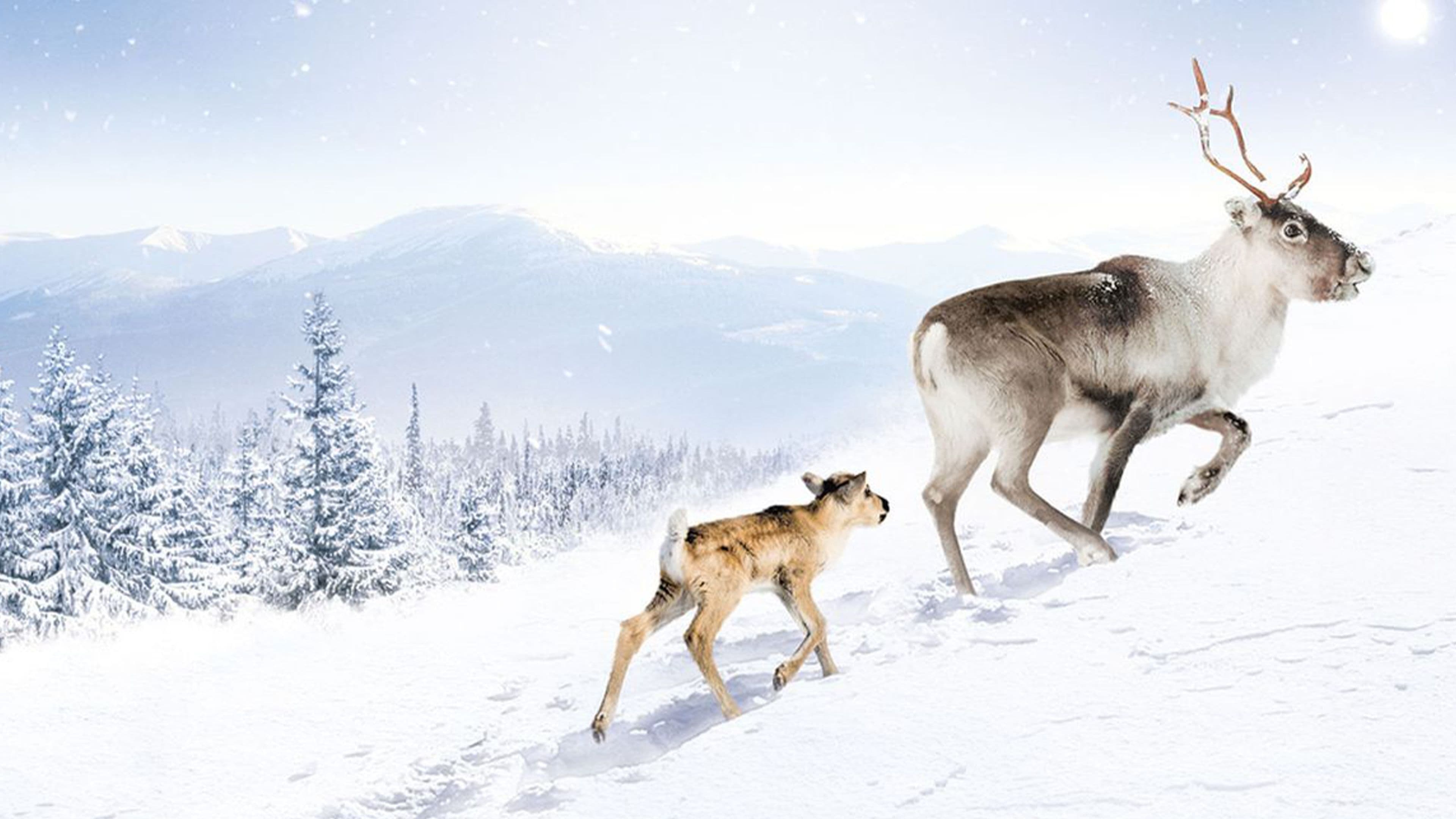 A Reindeer's Journey Poster