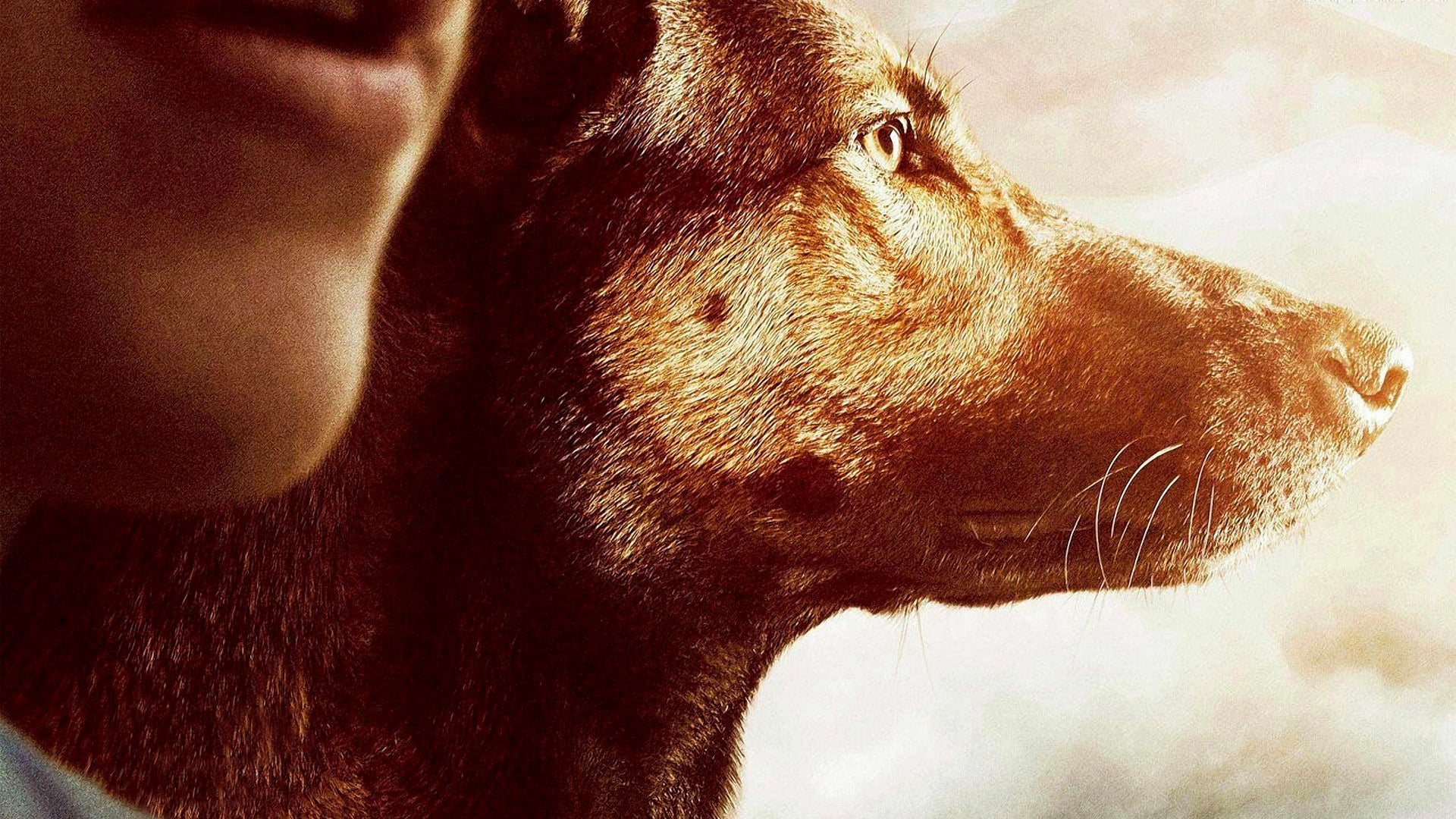Max Poster