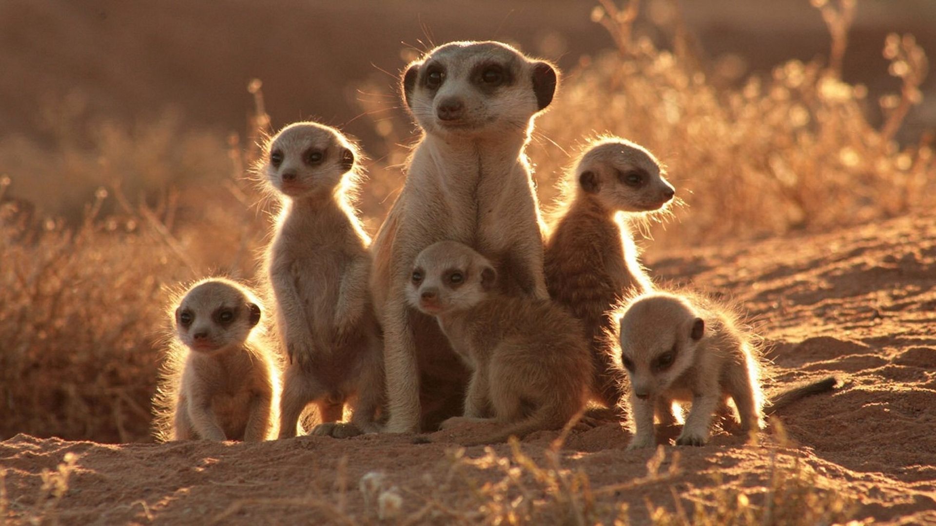 The Meerkats Poster