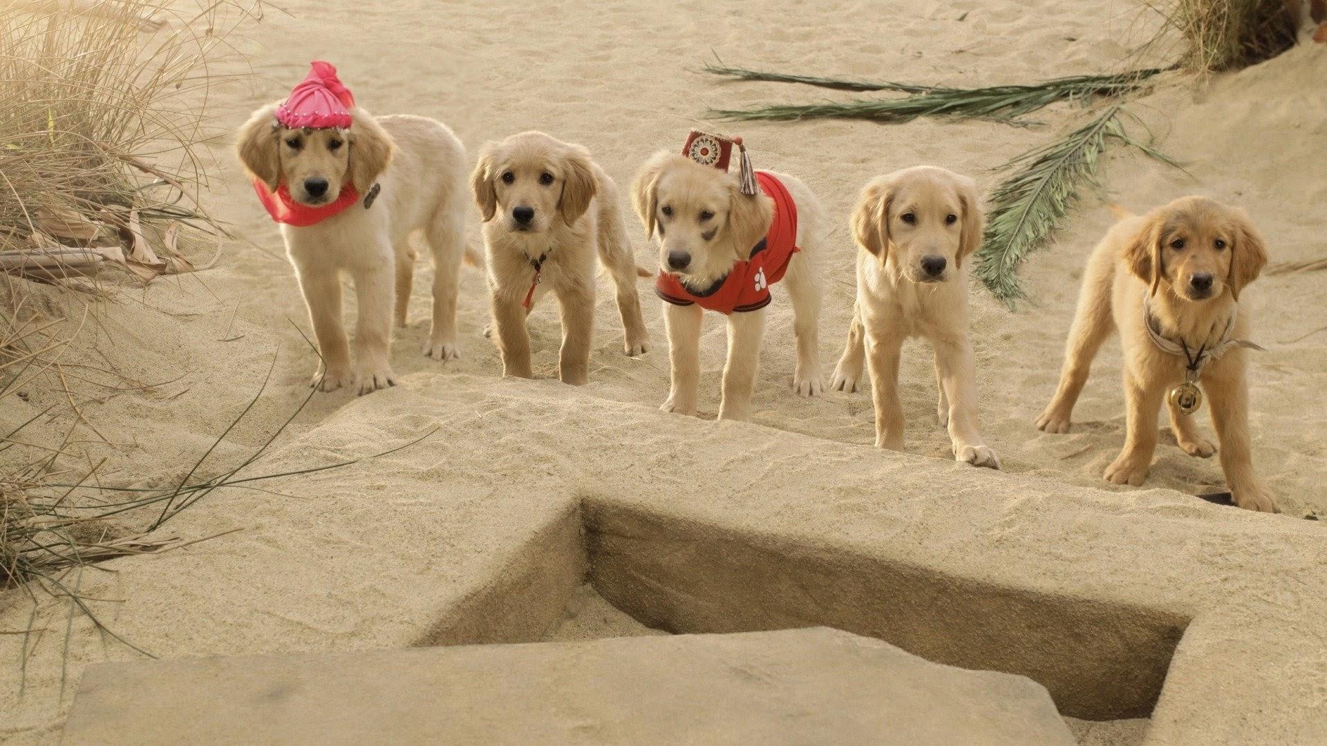Treasure Buddies Poster