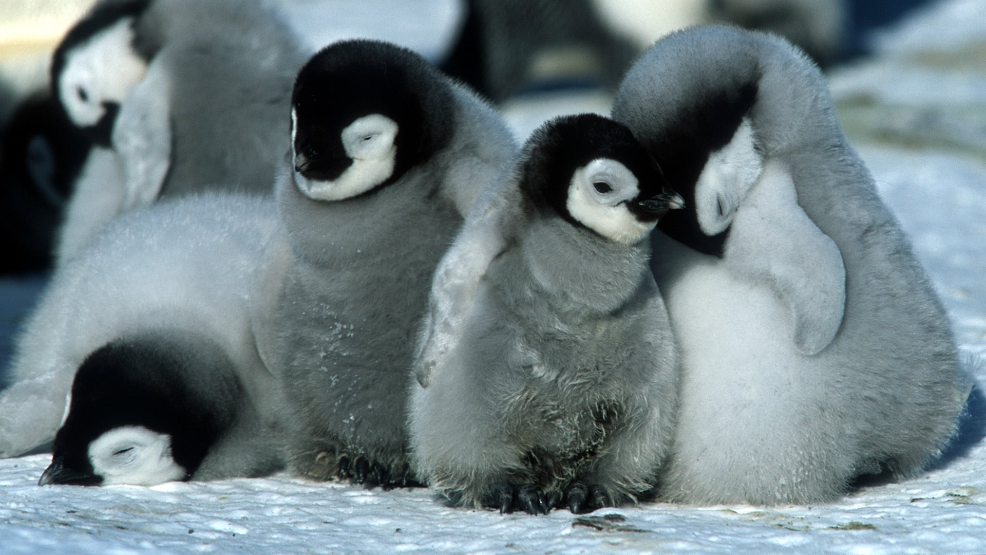 March of the Penguins Poster