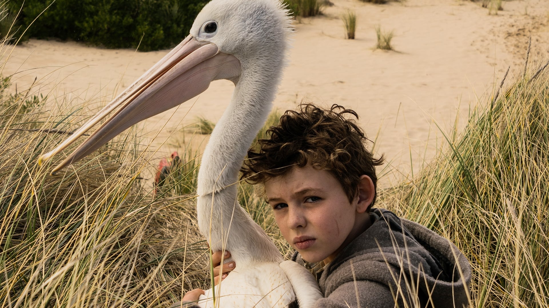 Storm Boy Poster