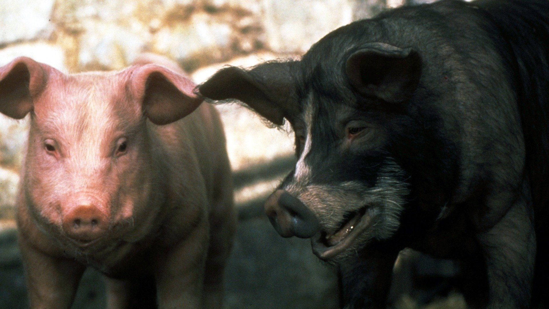 Animal Farm Poster