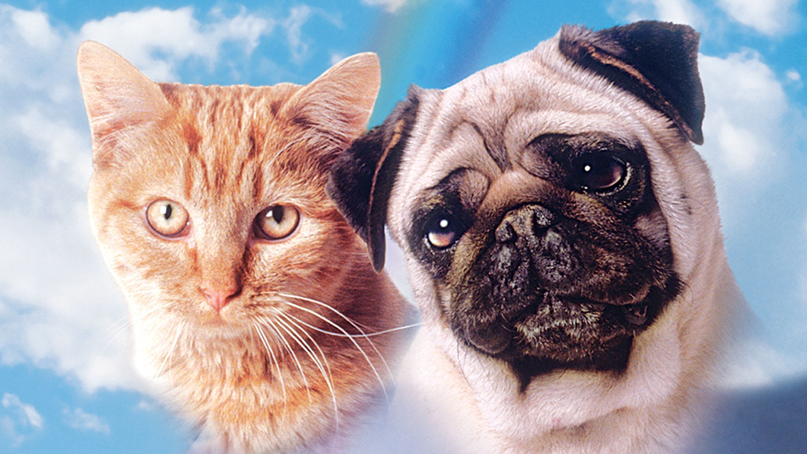 The Adventures of Milo and Otis Poster