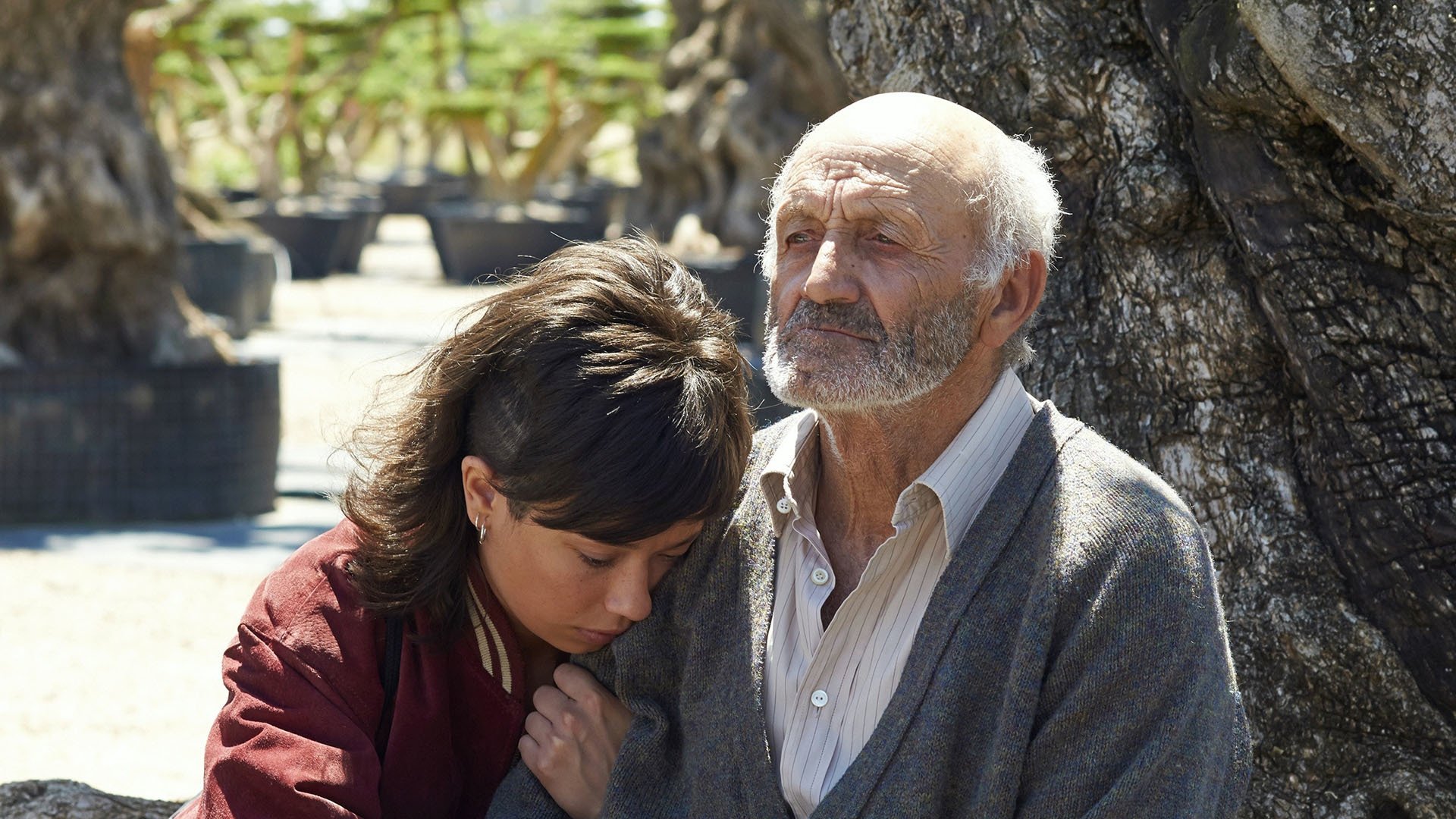 The Olive Tree Poster