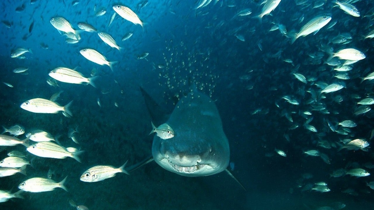 Deep Sea Poster