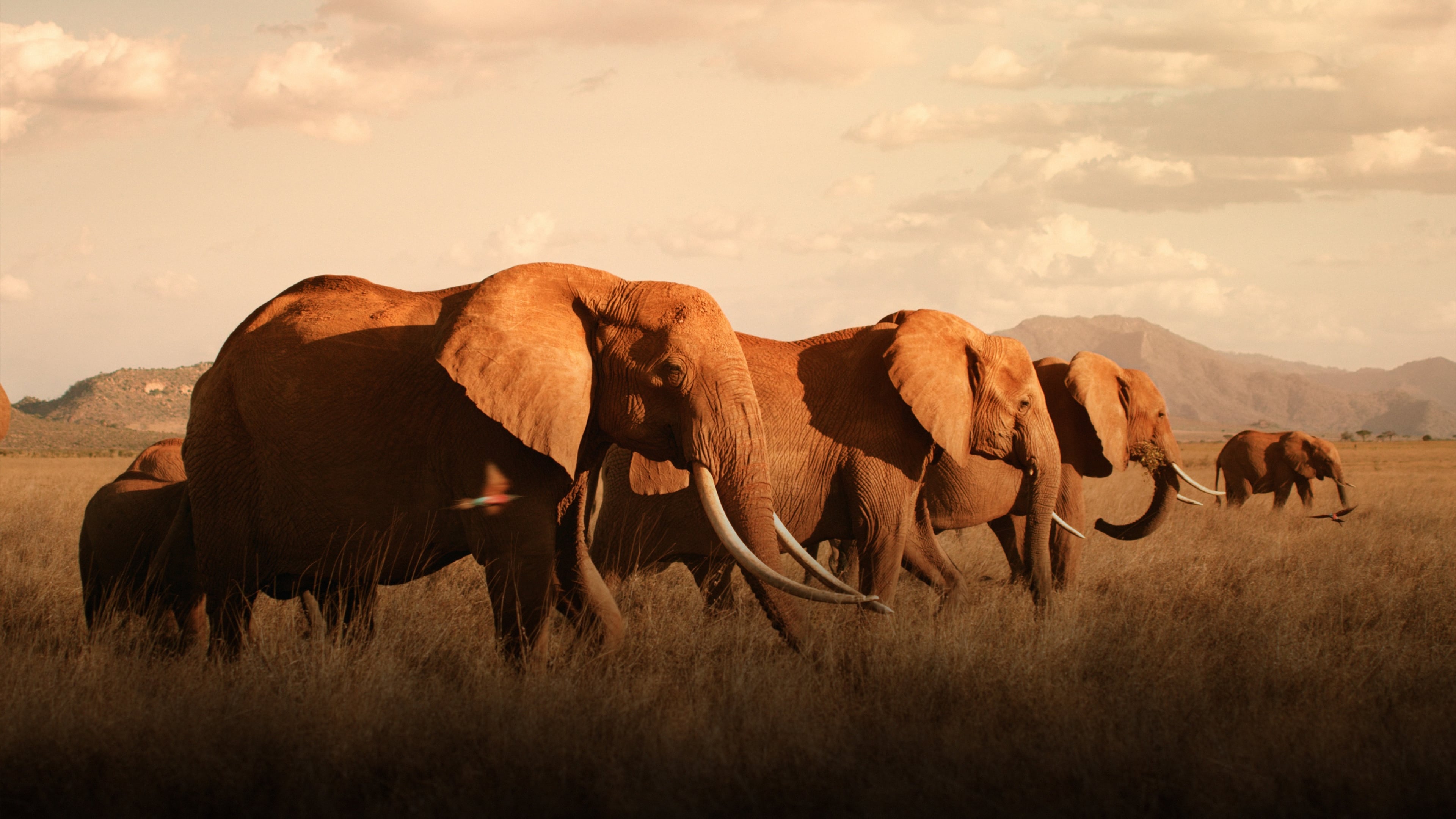 The Elephant Queen Poster