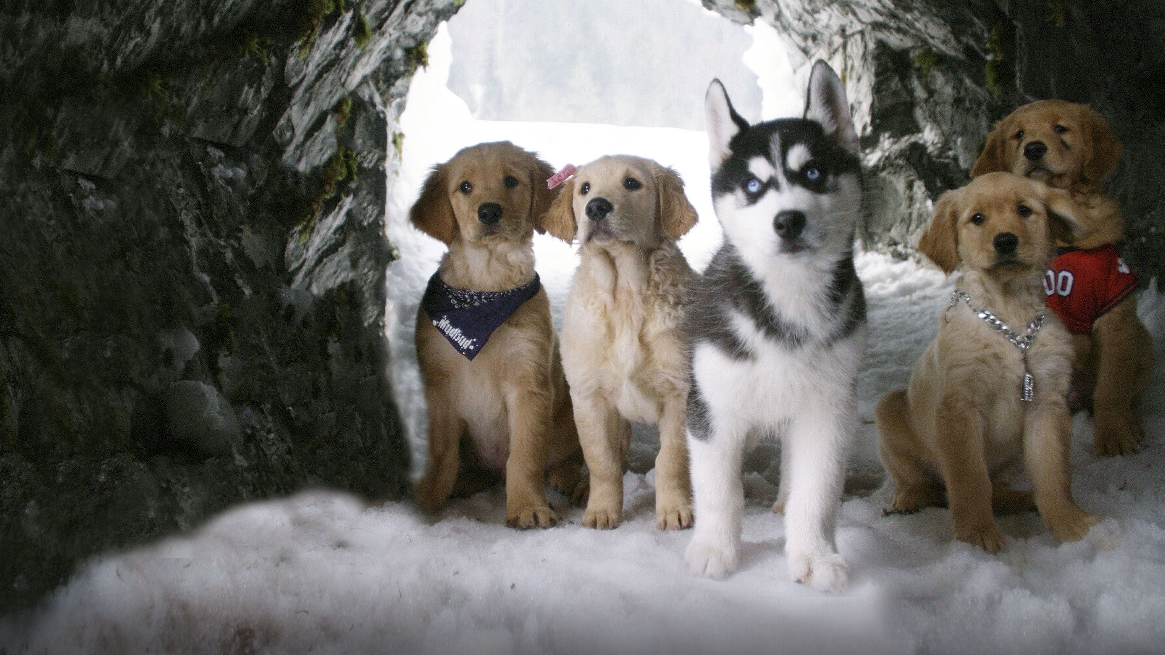 Snow Buddies Poster