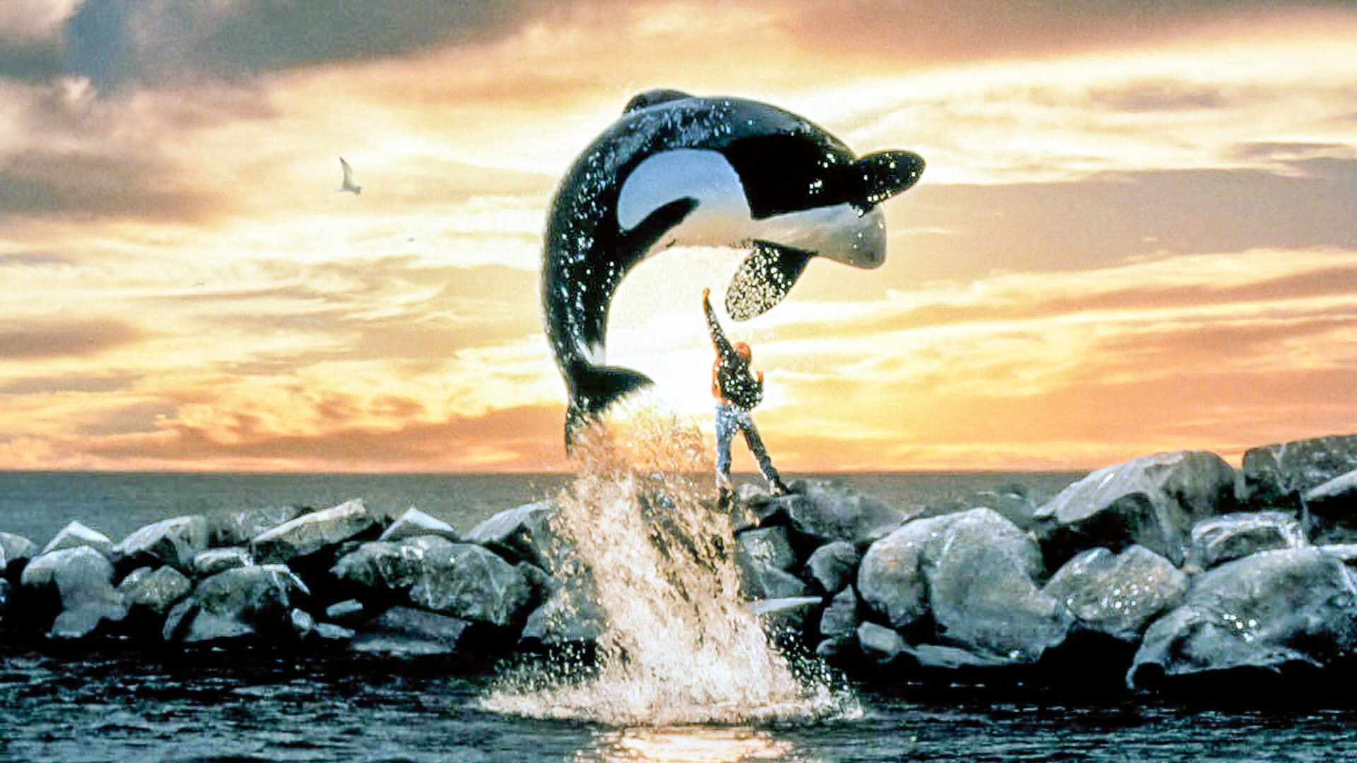Free Willy Poster