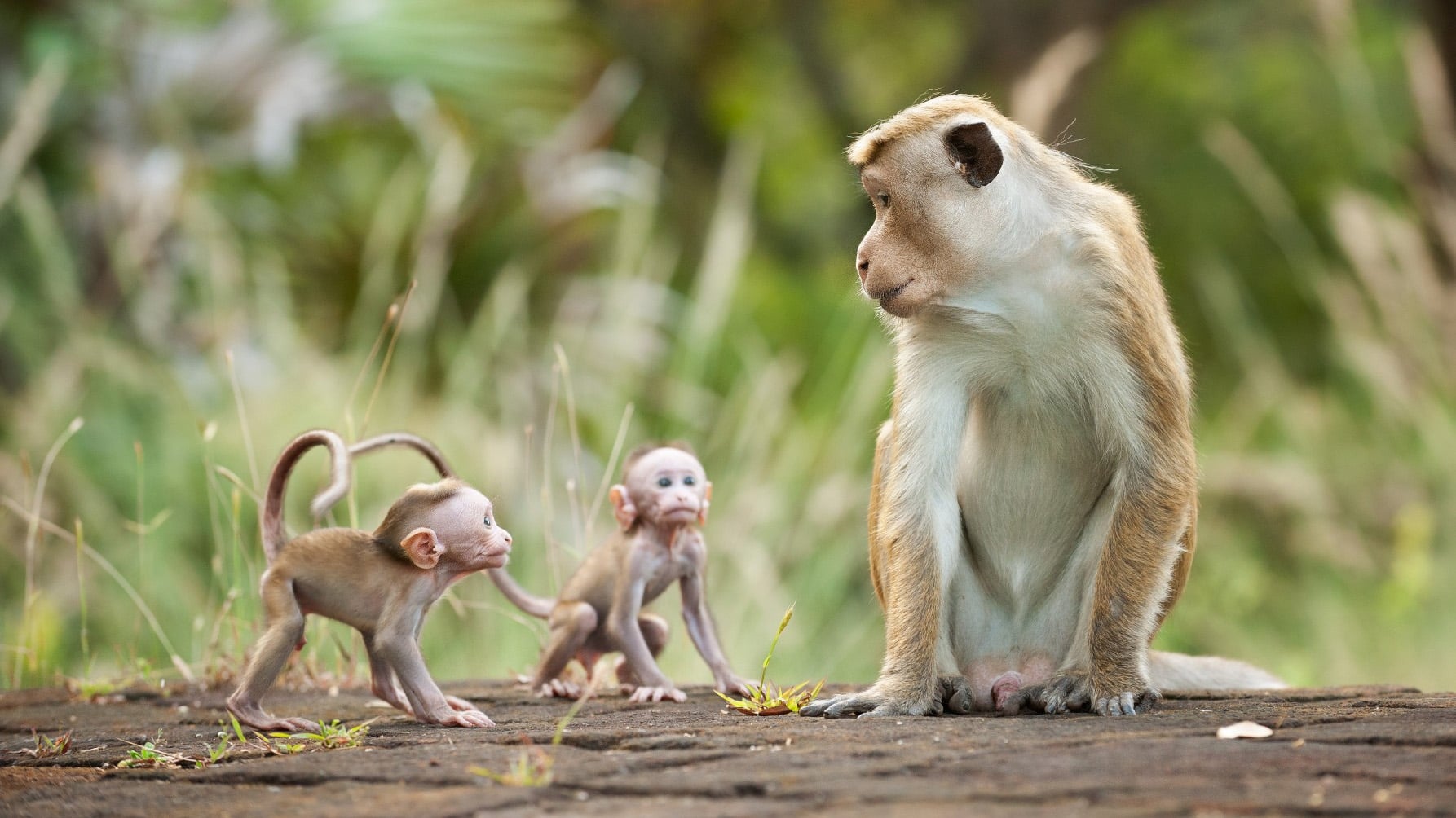Monkey Kingdom Poster