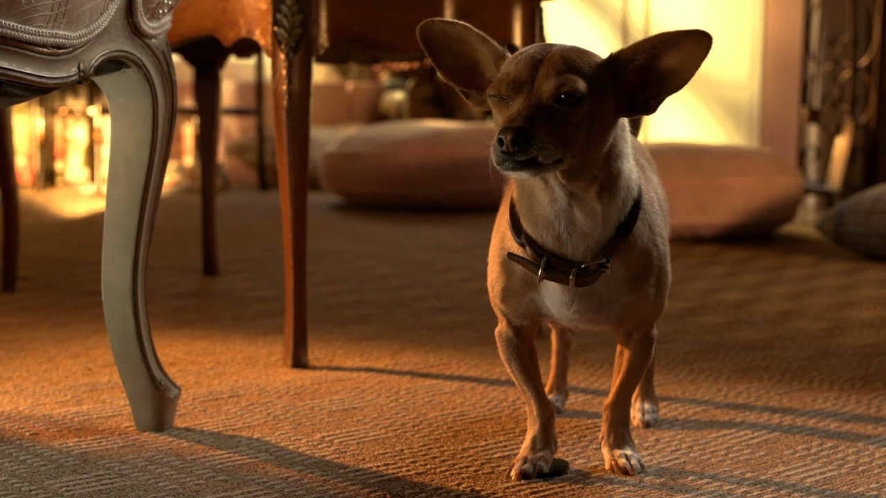 Beverly Hills Chihuahua 3: Viva La Fiesta! Poster