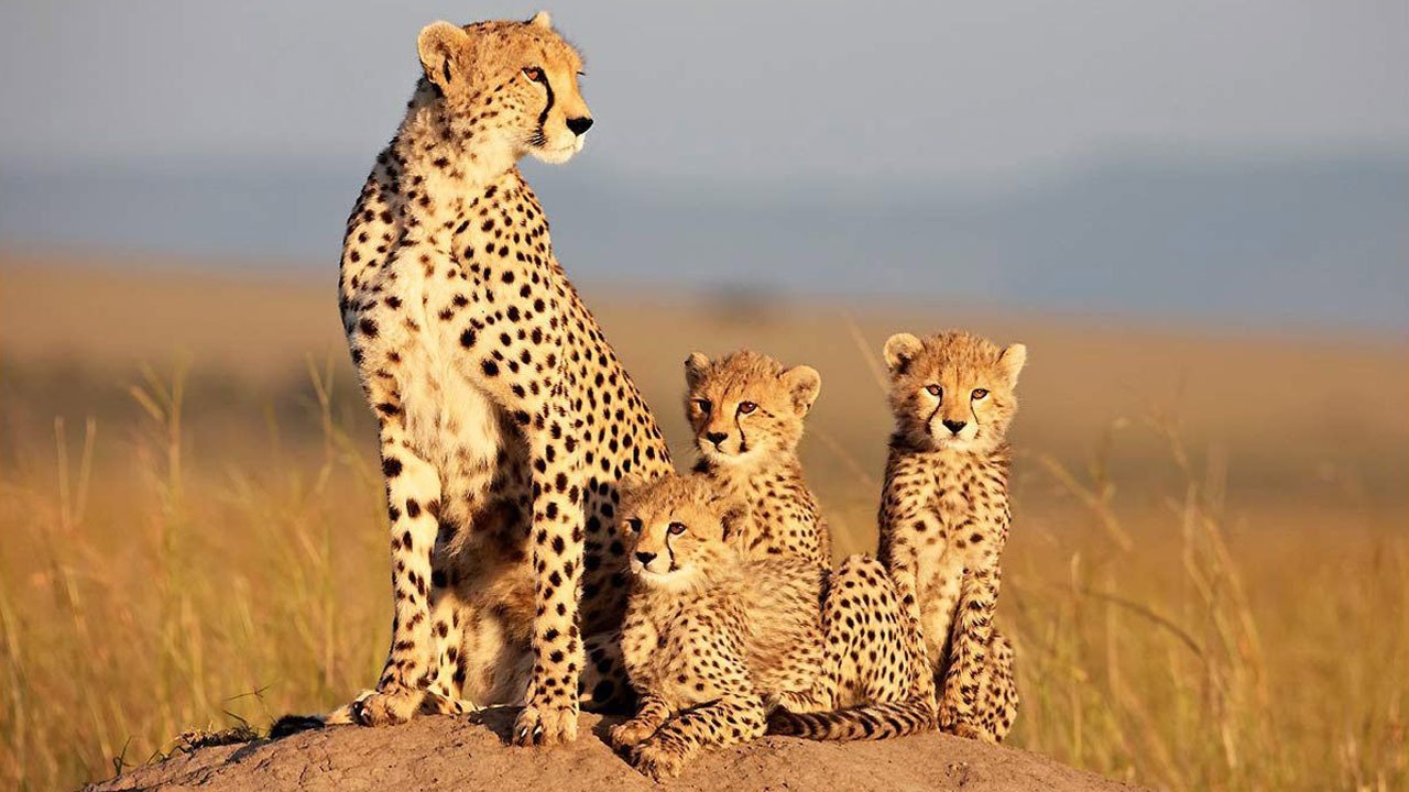 African Cats Poster