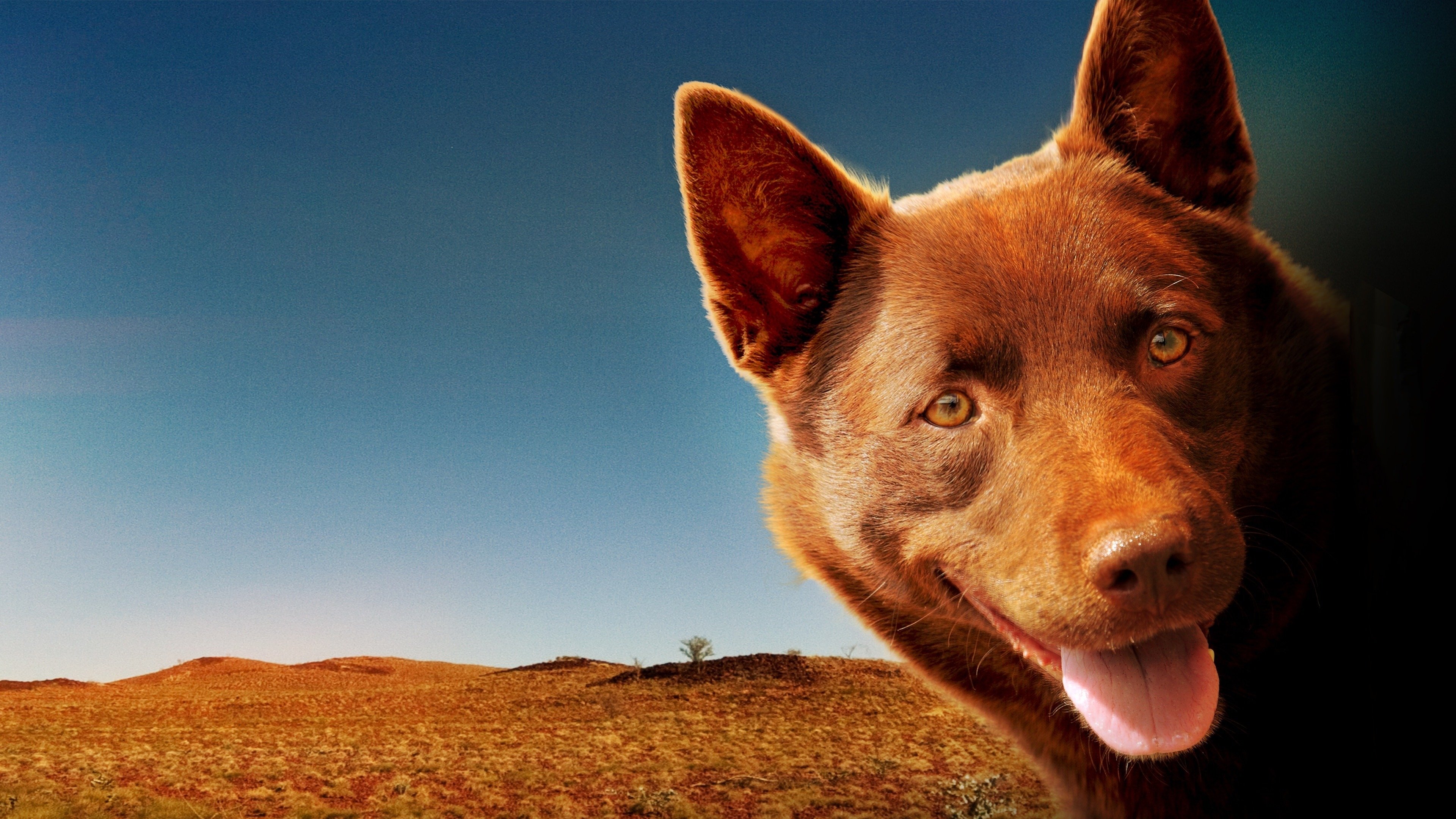 Red Dog Poster