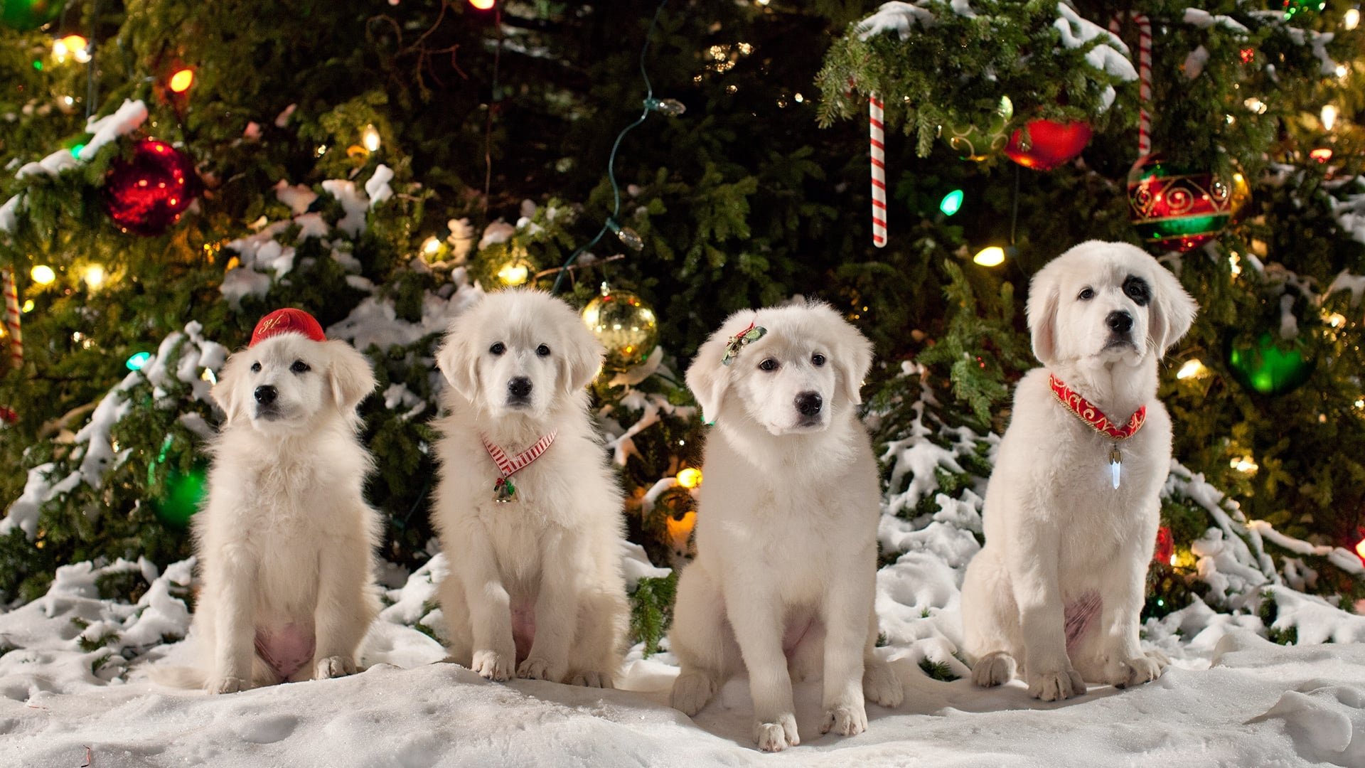 Santa Paws 2: The Santa Pups Poster