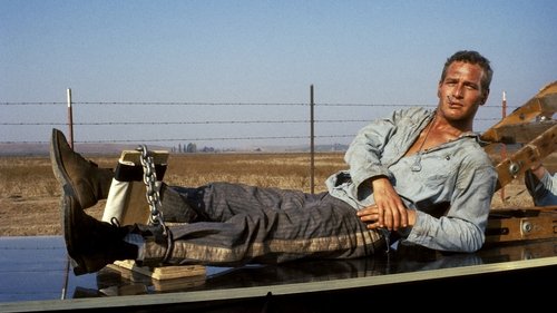 Cool Hand Luke Poster