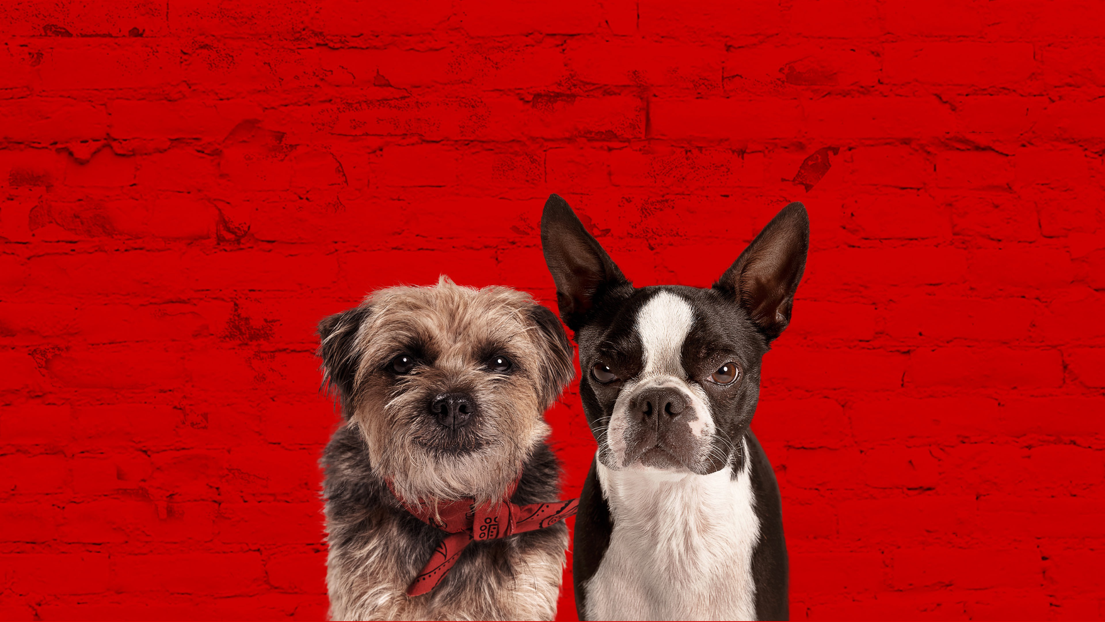 Strays Poster