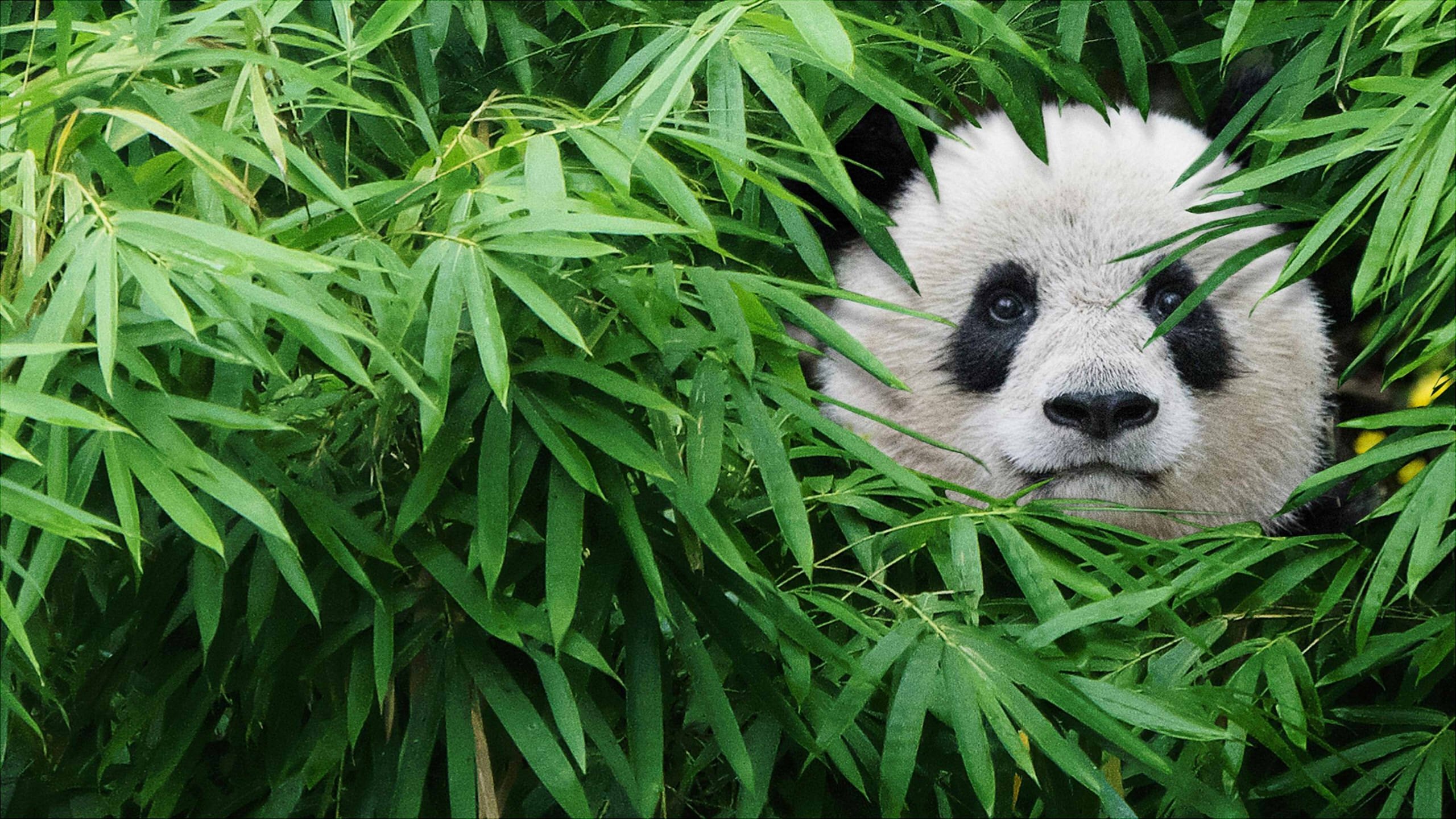 Pandas Poster