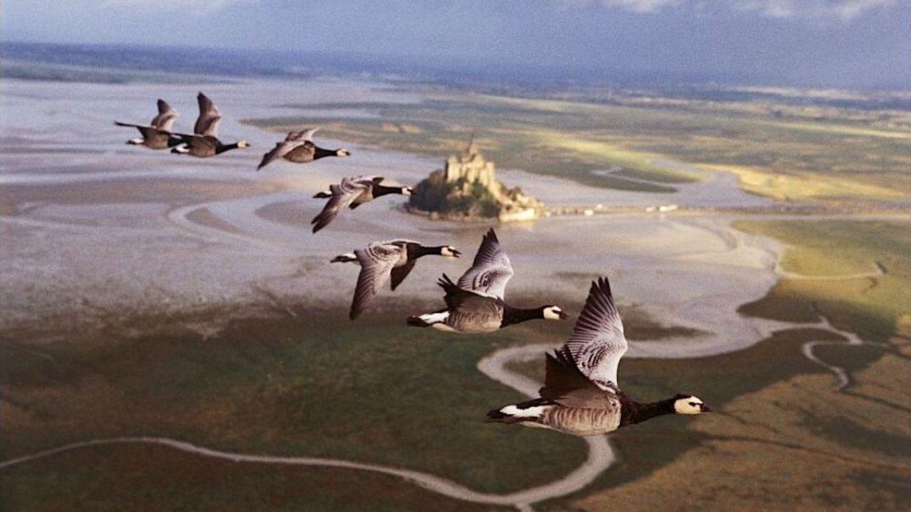 Winged Migration Poster