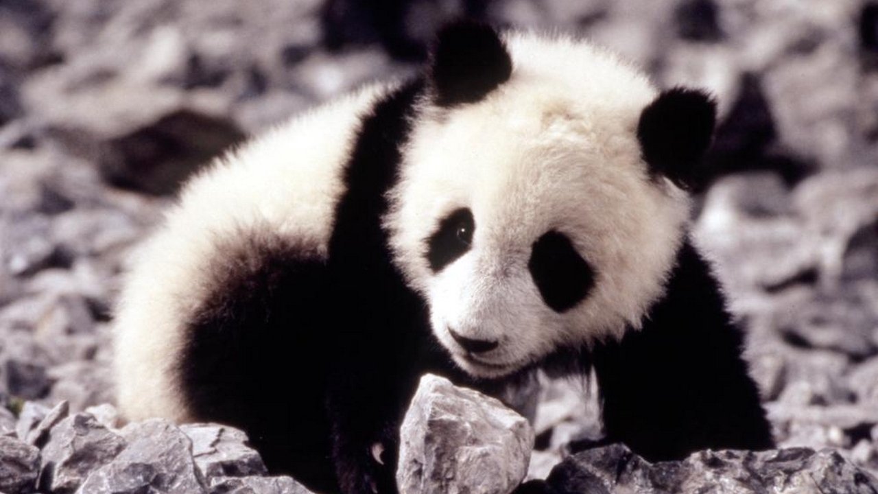 The Amazing Panda Adventure Poster