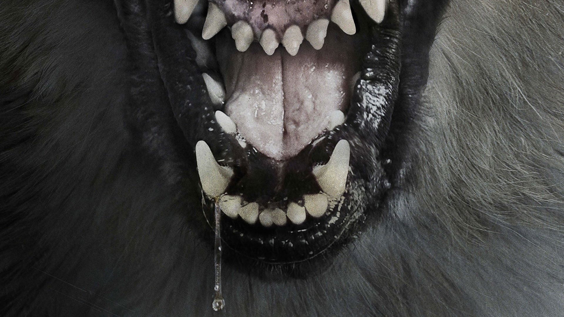 The Pack Poster