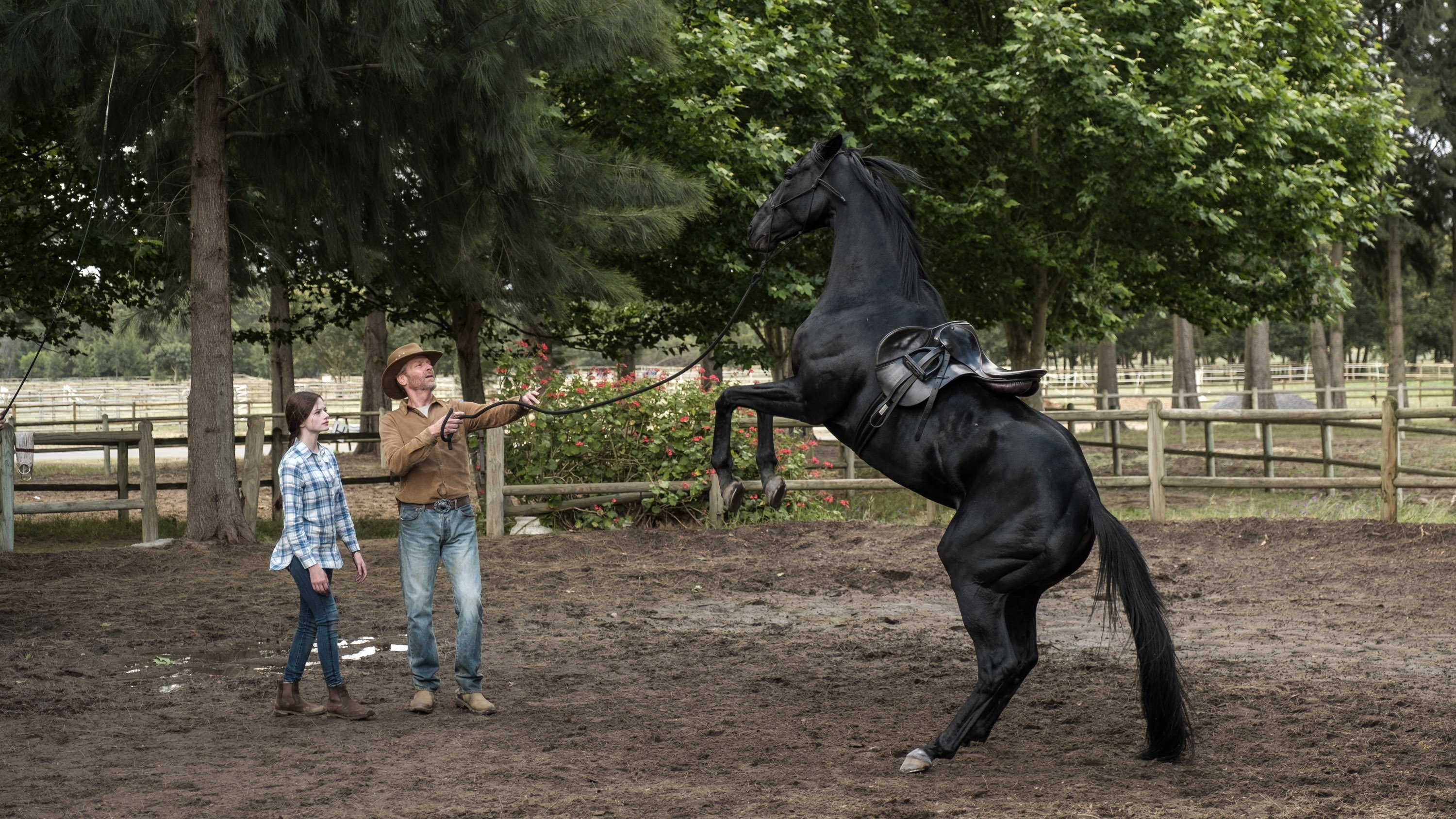 Black Beauty Poster