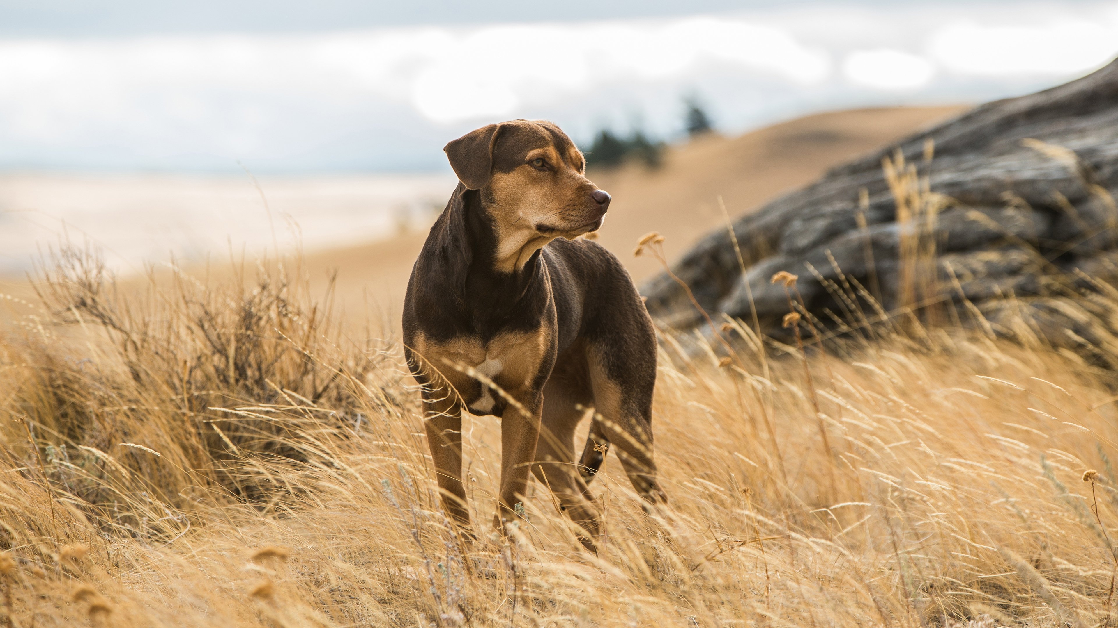 A Dog's Way Home Poster