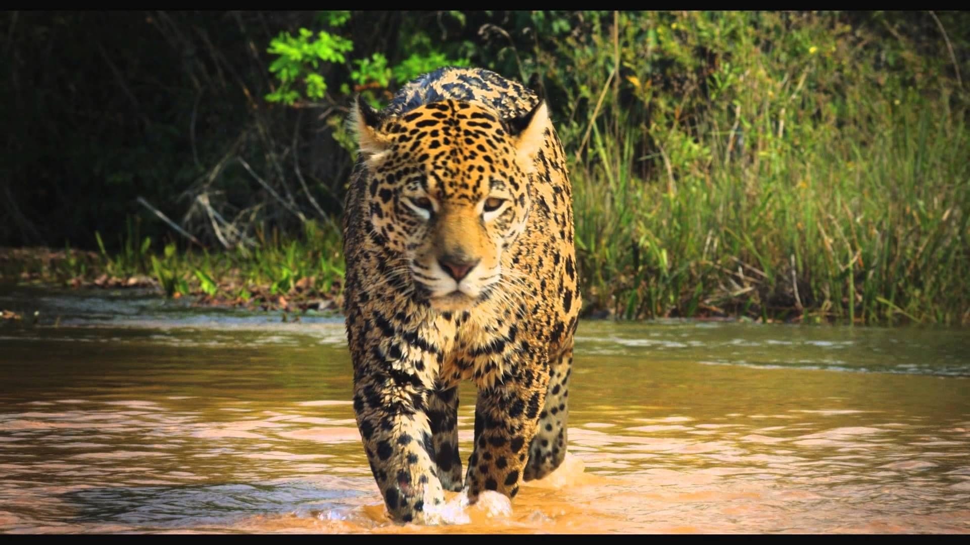Colombia: Wild Magic Poster