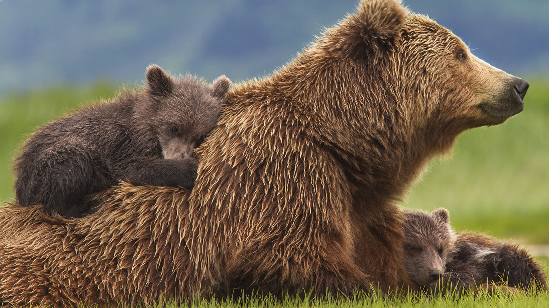 Bears Poster